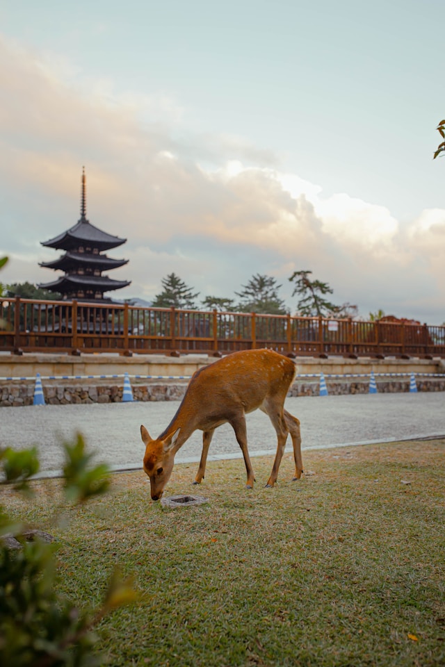 nara japon